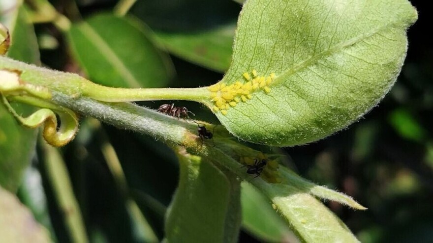 Vrijeme pogoduje lisnim ušima, kako ih suzbiti i šta nikako ne smijete raditi?