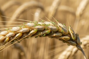 Lisne uši na pšenici