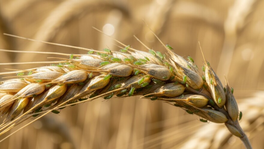 Lisne uši na pšenici