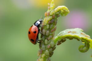 Lisne uši u okućnicama
