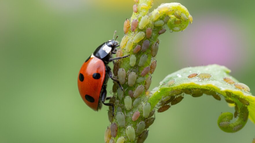 Lisne uši u okućnicama