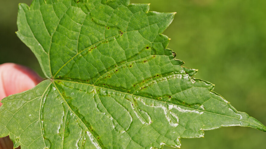 Pojava lisnog minera zmijolikih mina u vinogradima, što učiniti?