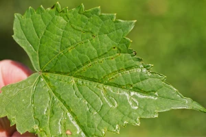 Pojava lisnog minera zmijolikih mina u vinogradima - šta učiniti?