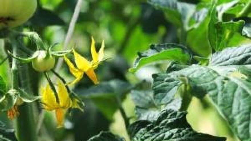 Proizvođači rajčice, stiže lisni miner!