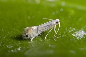 Biološko suzbijanje lisnih minera