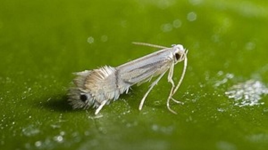 Biološko suzbijanje lisnih minera