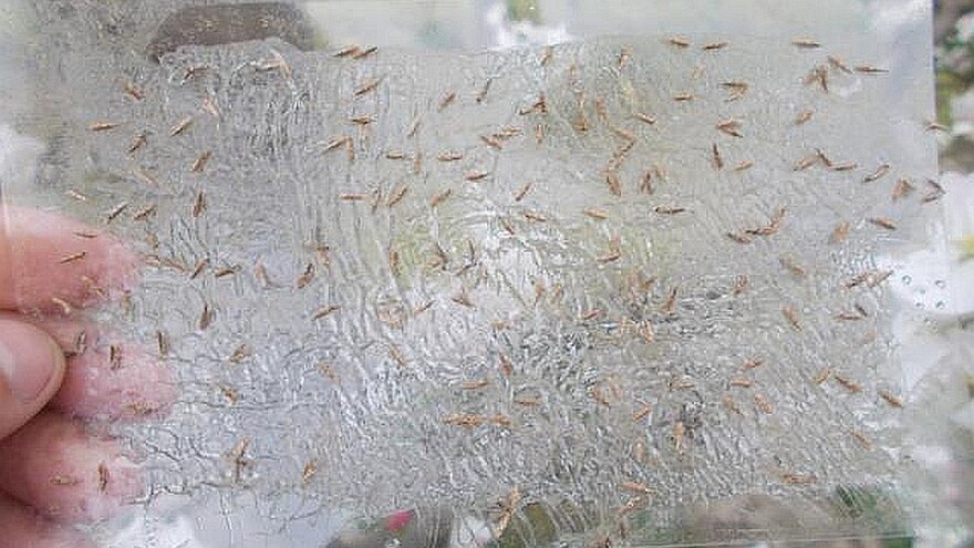 Kako uspešno suzbiti lisne minere?