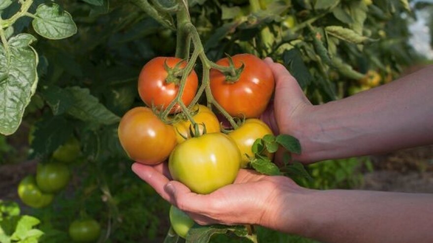 Rajčici prijeti novi štetnik!