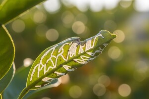 Lisni miner ugrožava nasade agruma
