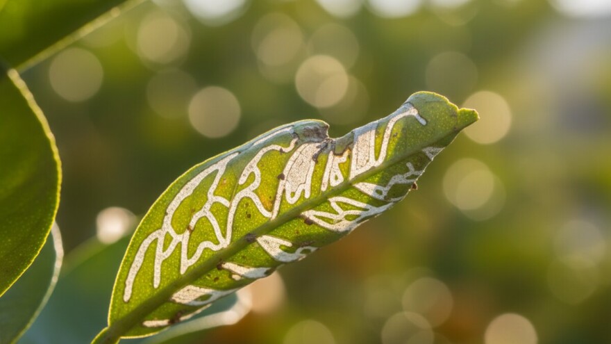 Lisni miner ugrožava nasade agruma