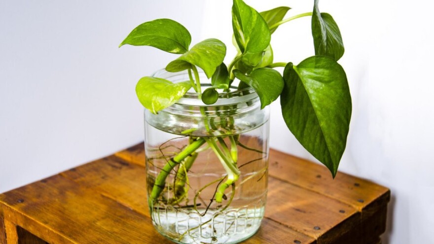 Hidroponija u domu - sobne biljke koje mogu rasti u vodi