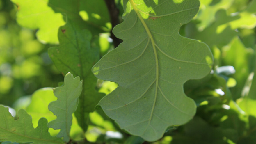 Hrastova mrežasta stjenica napada šume i ljude!