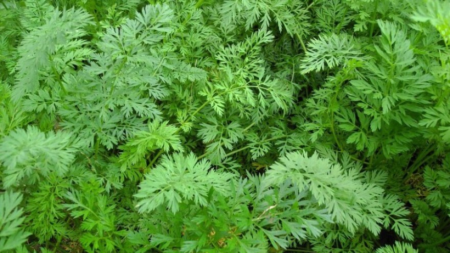 Nakon sjetve mrkve i peršina - zaštita od korova!