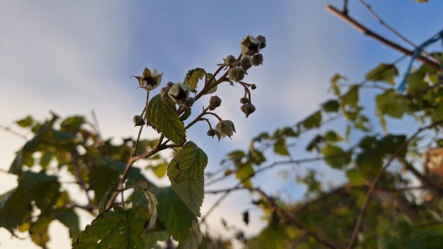 Nema kraja problemima: Malinama još nije opao list