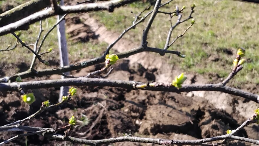 Oprezno s rezidbom, zima bi mogla da "ošine repom"