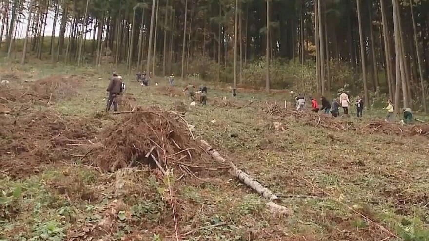 Pošumljavanje: Listopadne šume na obroncima Povlena