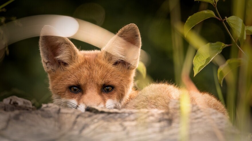 Danas počinje jesenska kampanja oralne vakcinacije lisica