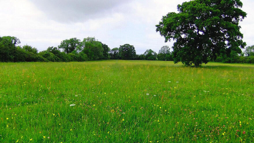 Livada traži negu, a ne samo gazdu