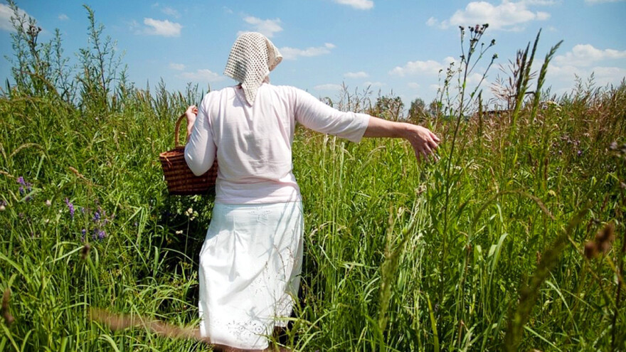 Lekovito bilje razvojna šansa jugoistočne Srbije