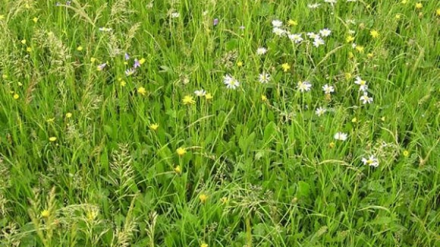 Na državnoj zemlji raste samo korov!