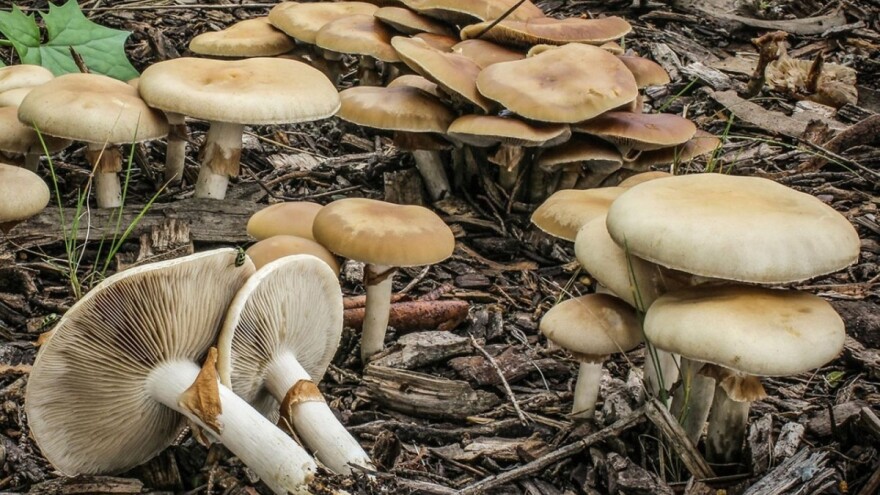 Rana livadarka ili kako je Rusi zovu - nedovršeni šampinjon