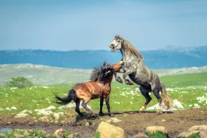 Livanjski divlji konji su jedinstvena atrakcija u svijetu