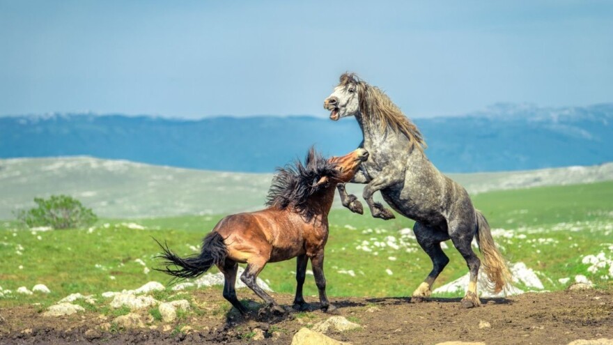 Livanjski divlji konji su jedinstvena atrakcija u svijetu