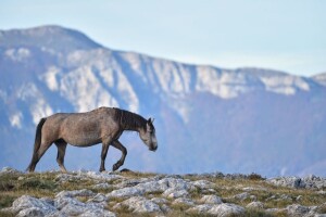 Hoće li divlji livanjski konji konačno dobiti institucionalnu zaštitu?