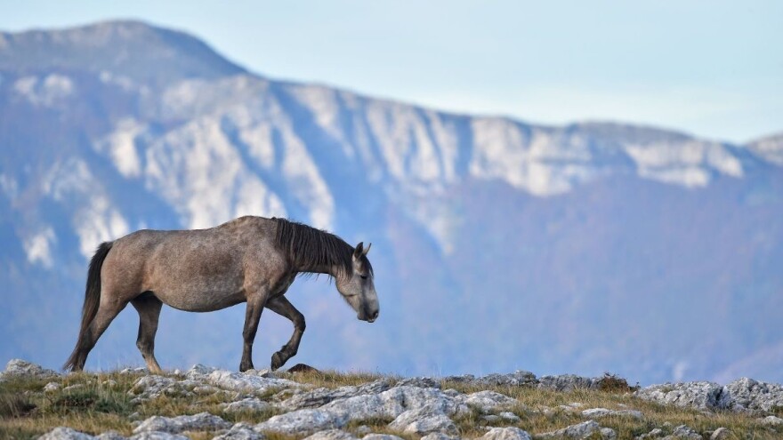 Hoće li divlji livanjski konji konačno dobiti institucionalnu zaštitu?