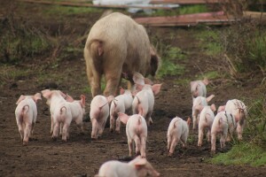 Povećala se domaća proizvodnja svinja zbog zabrane uvoza iz Srbije? Uzgajivači se ne slažu