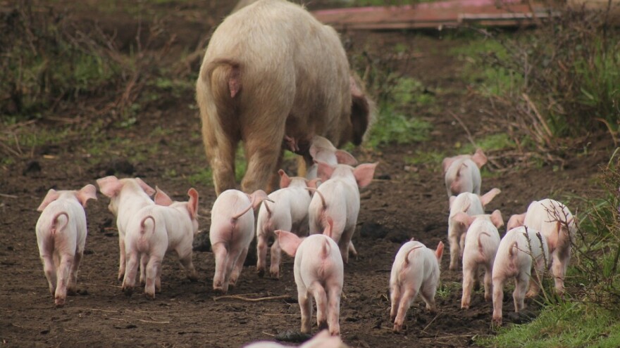 Povećala se domaća proizvodnja svinja zbog zabrane uvoza iz Srbije? Uzgajivači se ne slažu