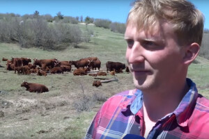 Amerikanac u Livnu živi svoj američki san - uzgaja salers goveda