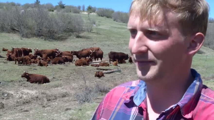 Amerikanac u Livnu živi svoj američki san - uzgaja salers goveda