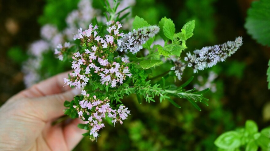 Proizvođači ljekobilja - evo prilike za prekograničnu suradnju i izvoz