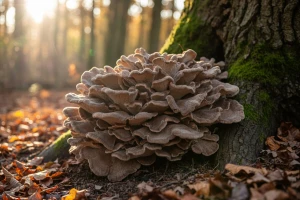 Ljekovita zec gljiva, plešuća gljiva ili maitake