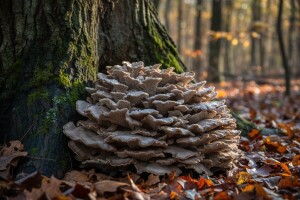 Ljekovita zec gljiva, plešuća gljiva ili maitake