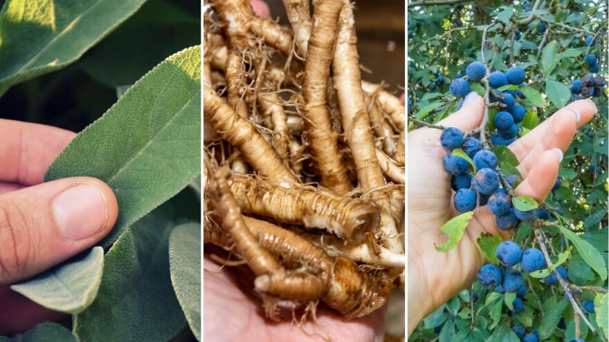 Koje lekovito bilje se sakuplja u jesen?