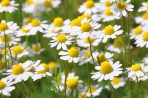 Zajamčen otkup: Uzgajajte ljekovito i aromatično bilje i kornišone