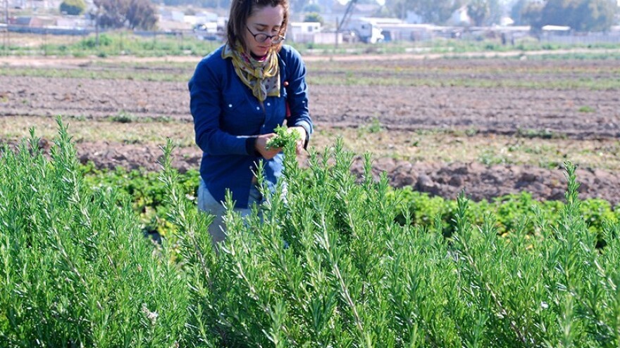 Na terenu tisuće berača, a prijavljeno osam!