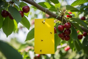 Ljepljivim pločama protiv trešnjine muhe