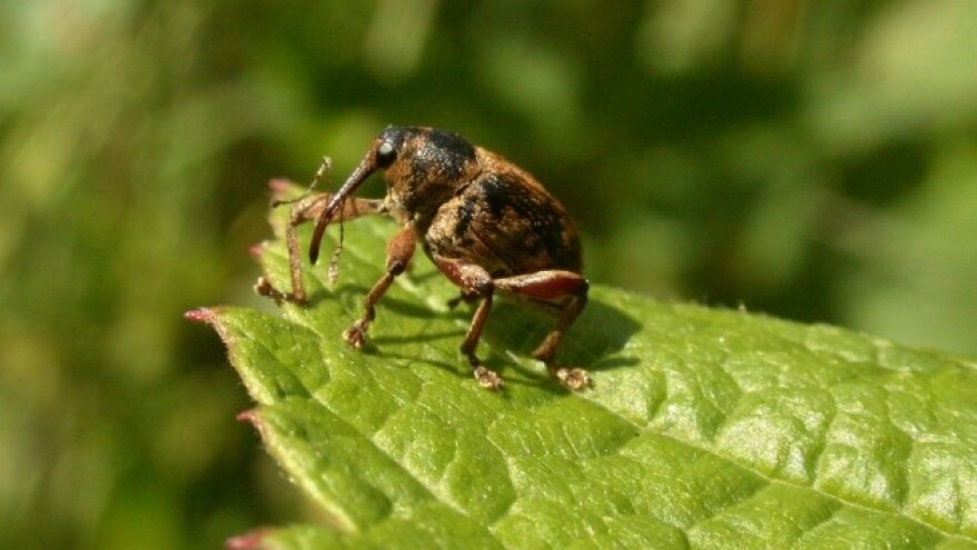 Kako se riješiti ljeskotoča na prirodan način?