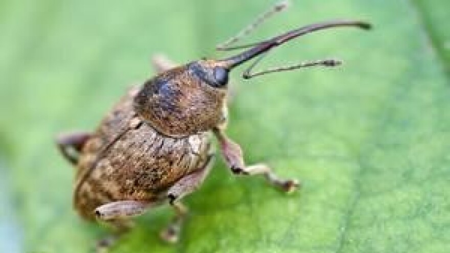 Borba protiv štetnika na lijesci