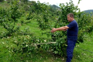 Кoja je životinja polomila grane na zasadima pitome lijeske u Vardištu?