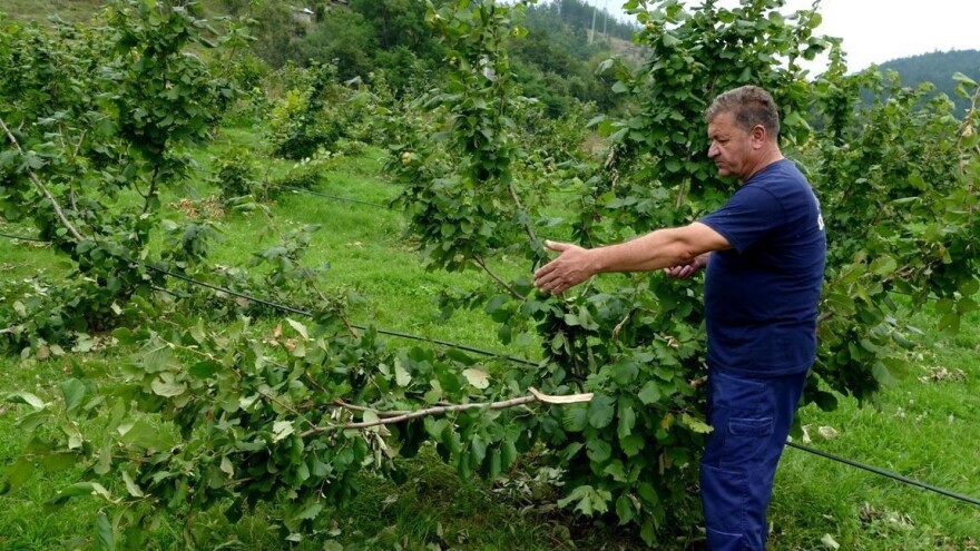 Кoja je životinja polomila grane na zasadima pitome lijeske u Vardištu?