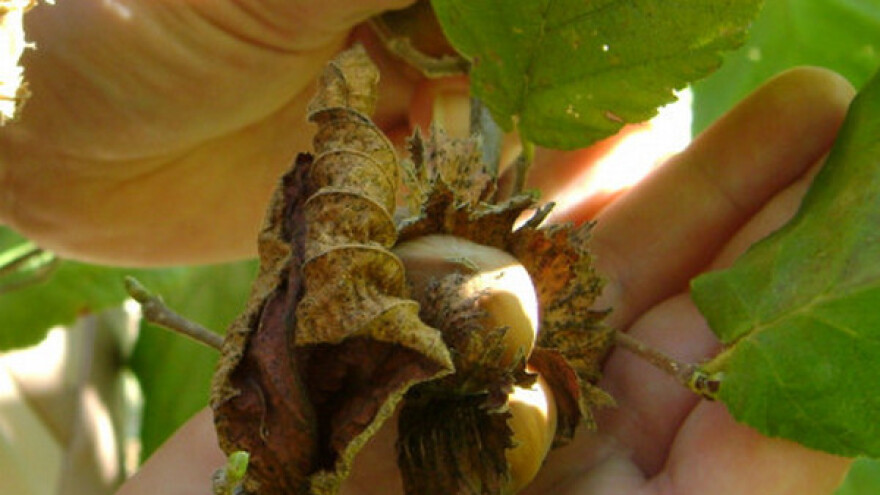 Strigo put od plantaže do potrošača