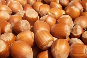 Kako zaštititi nasade lijeske?