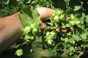 Ferrero u Srbiji kupio 700 ha za uzgoj lješnjaka