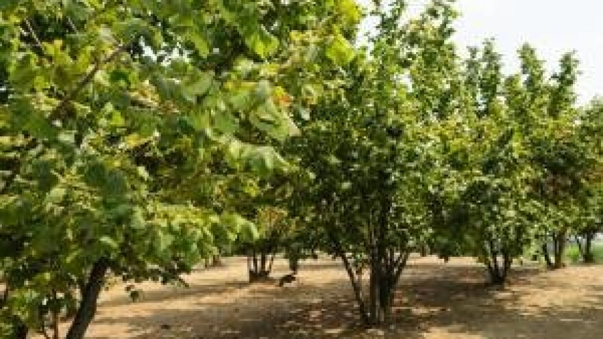 Posla se ne boje - OPG Čes i uzgoj eko lješnjaka