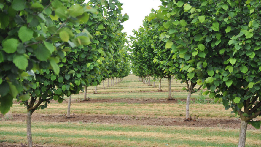 Baranjac slagao da je zasadio 15,58 hektara lupinastog voća i tražio potporu tešku 2 milijuna kuna