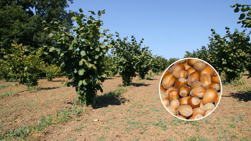 Ante Pašalić ima 350 sadnica lješnjaka na 6 duluma i samo 20 godina